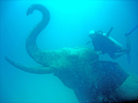 Elephant at Phuket diving park